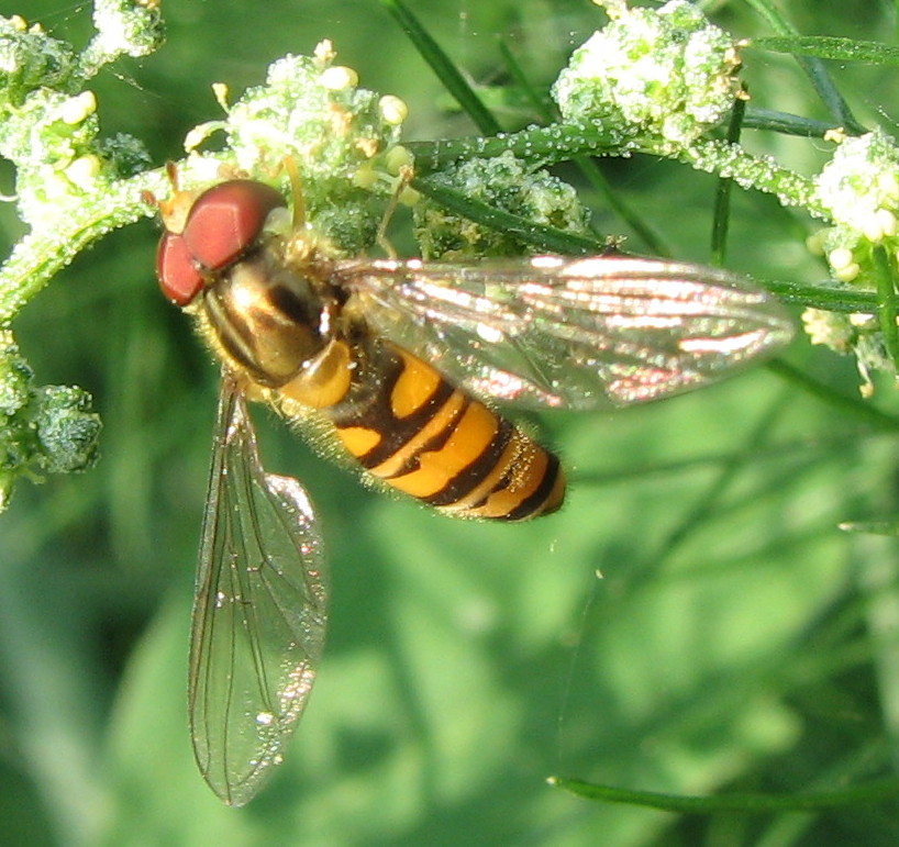 Episyrphus balteatus (Syrphidae)